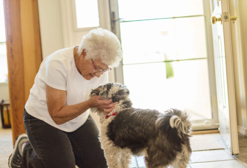 Owner checking dog for cancer