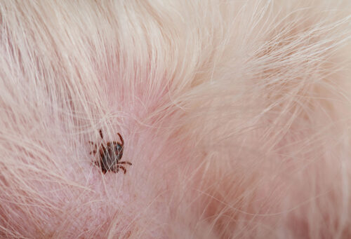 Parasite in pets fur