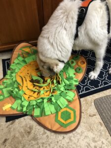 Senior dog playing with a snuffle mat