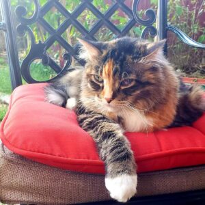 Senior cat on bed