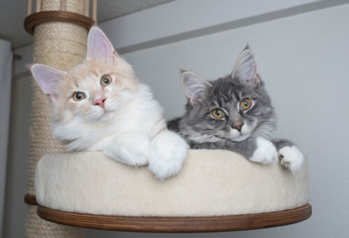 Tense cats sitting in bed