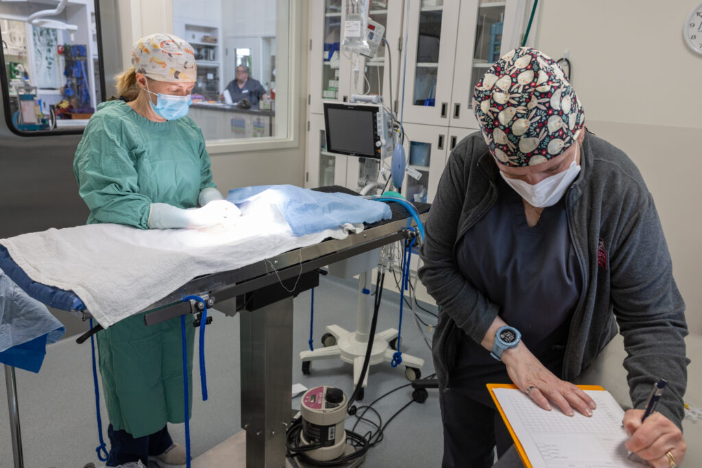 Dr Melissa Magnuson performs surgery alongside Andrea Arena, CVT_Photo courtesy Canobie Lake Veterinary Hospital