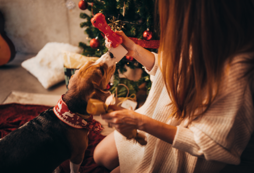 photo of a pet owner playing with her dog around the holidays