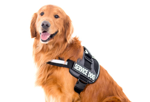 Beautiful service dog wearing his vest and sitting on the floor - isolated over a white background