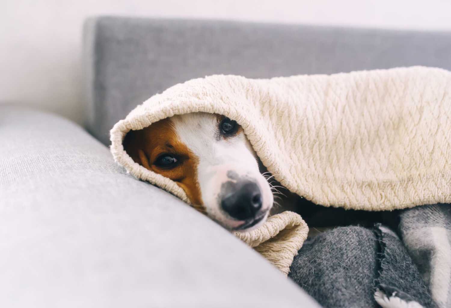 Dog sick with respiratory infection