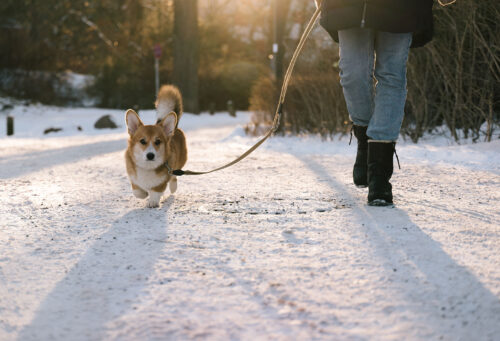 Owner safely walking pet in snow