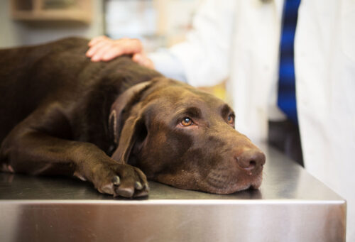 Pet sick from drinking antifreeze at vet