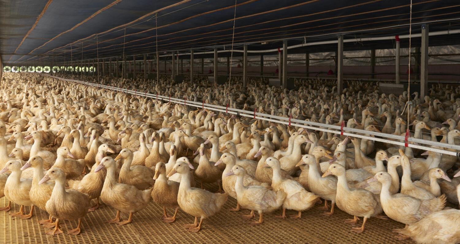 Dozens of white ducks standing together on dirt.
