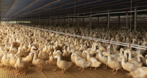 Dozens of white ducks standing together on dirt.