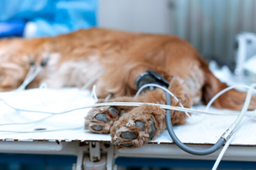 A dog is anesthetized on the operating table in a veterinary clinic.
