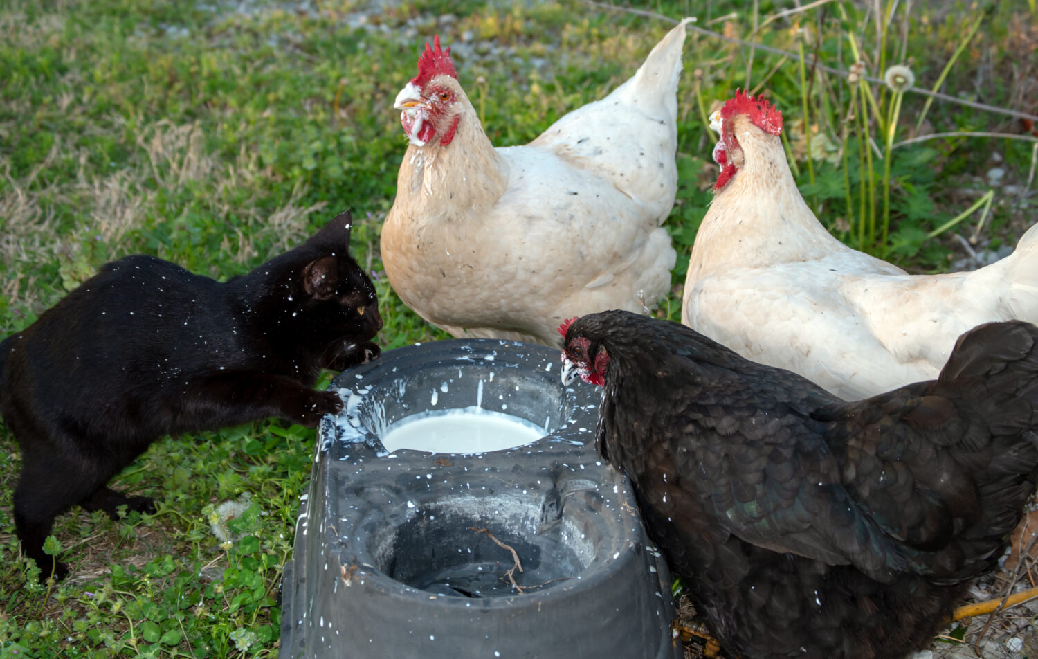 A bowl of cream, three chickens and one cat on a farm.