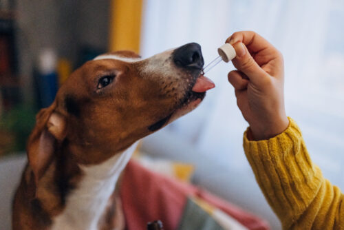 A woman gives her hound dog drops of cannabis oil by mouth through a dropper