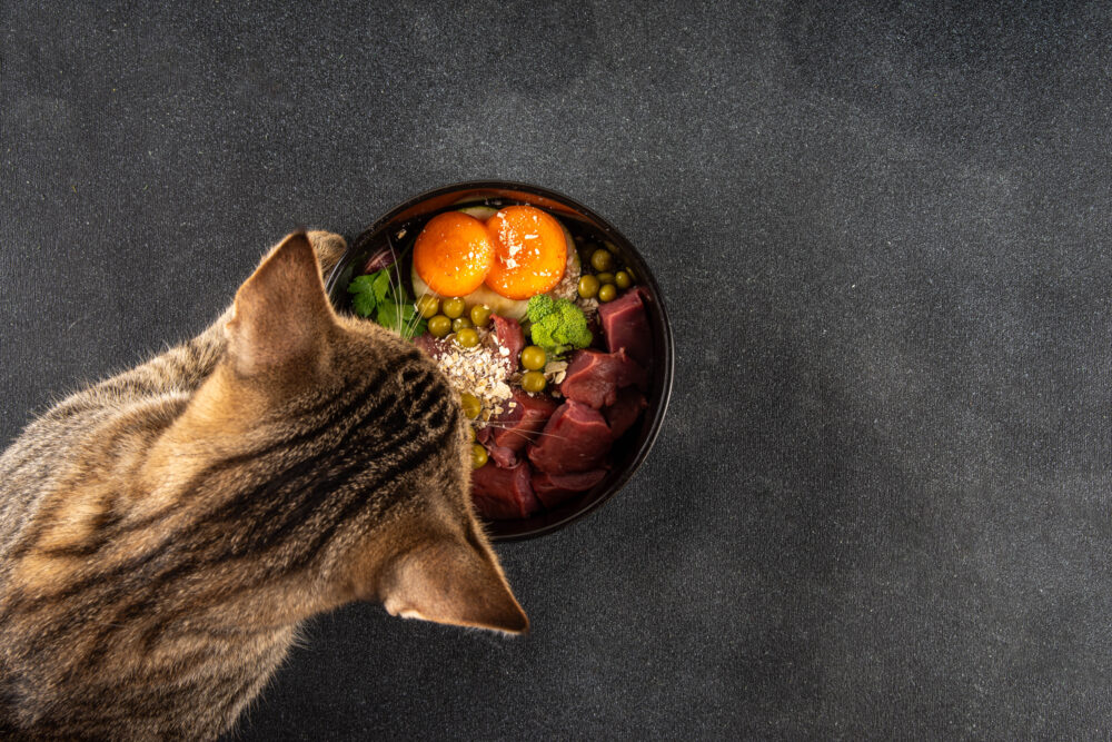 A Cat's head looking down on a bowl of raw food including meat, vegetables, and oats