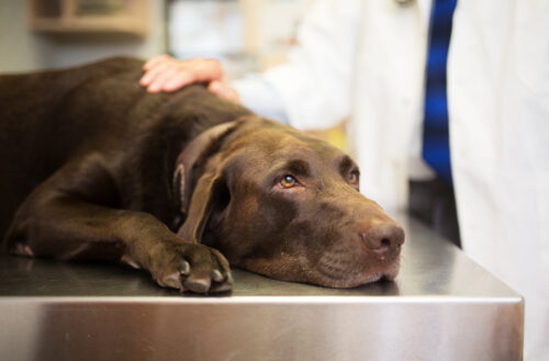 A chocolate Labrador retriever lying on exam table with a veterinarian in the background wearing a white coat and petting the dog