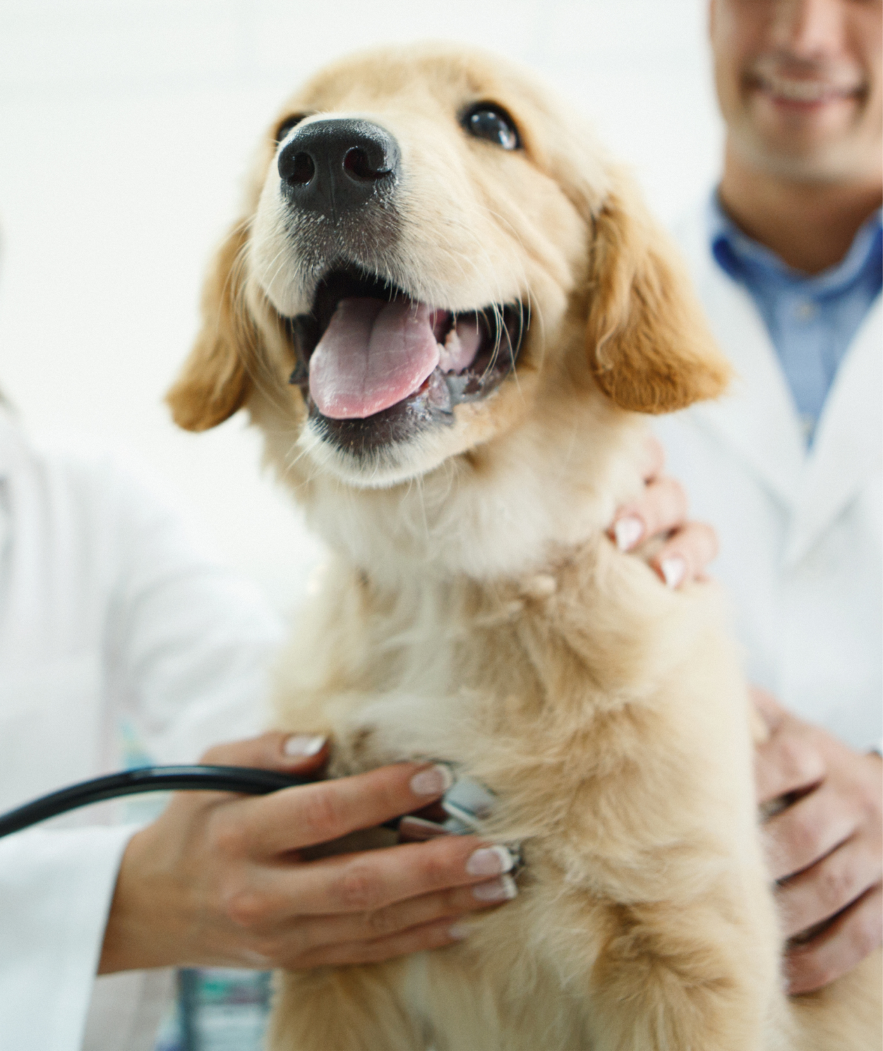 A golden retriever looks happily in the distance while getting a veterinary exam