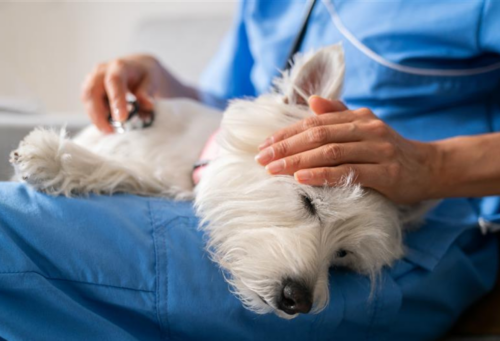 vet in blue scrubs holding a dog