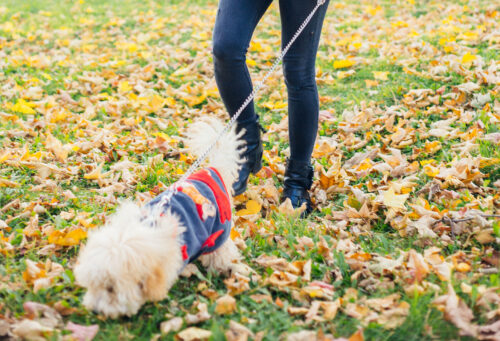 Active pet walking in fall leaves