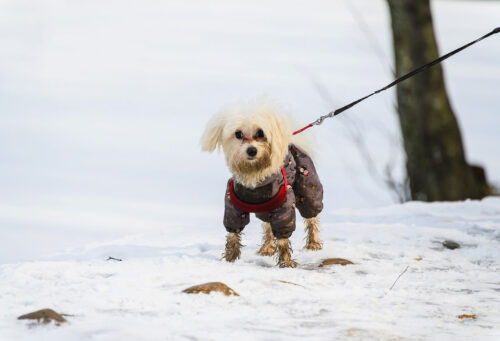 Dog being safely walked in winter