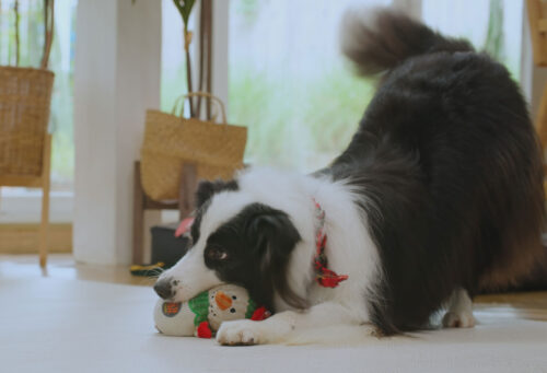Dog playing with an indoor enrichment