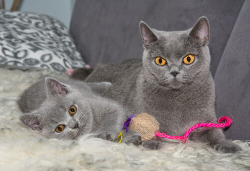 Entertained indoor cats