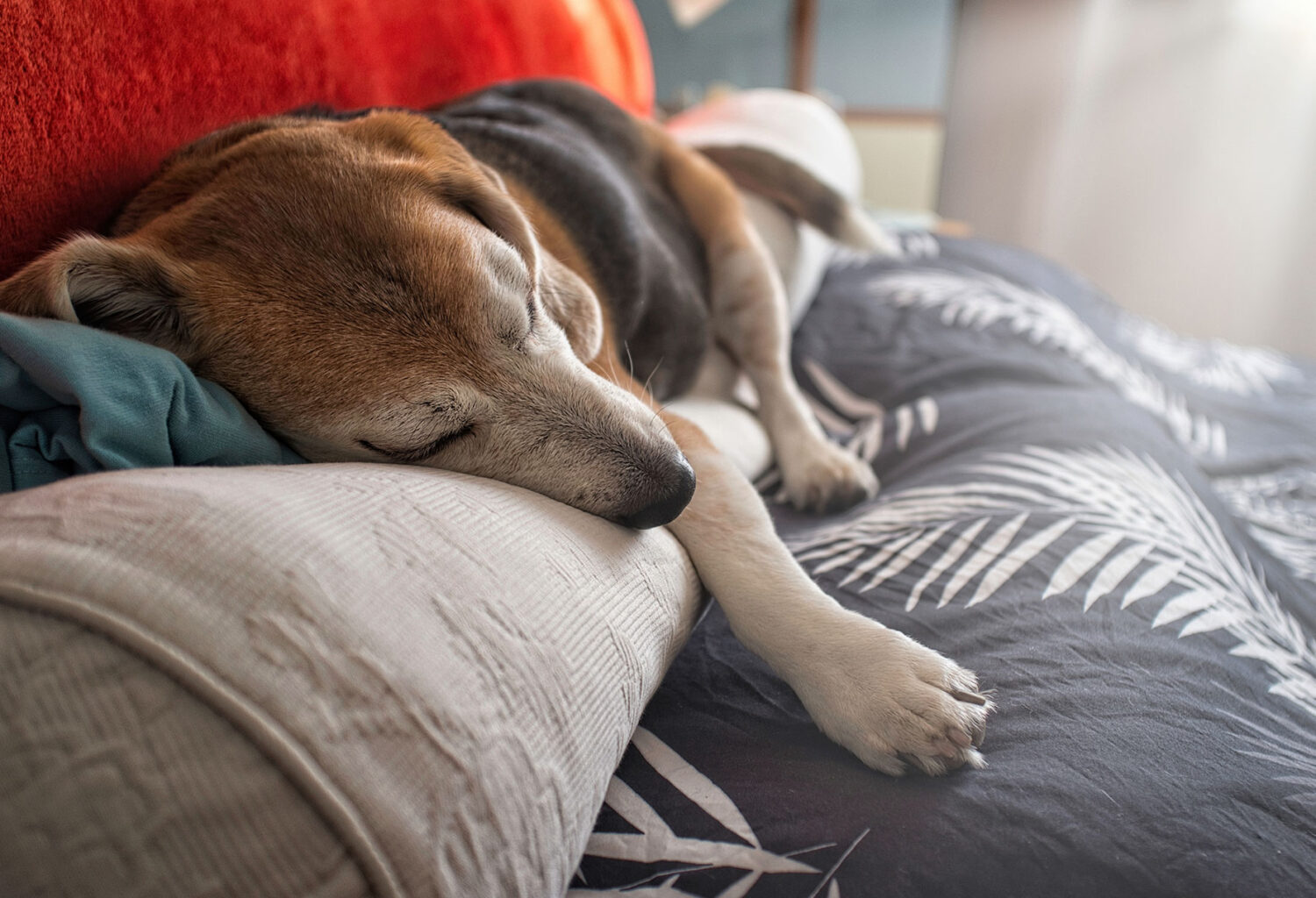Senior pet in winter sleeping on blanket