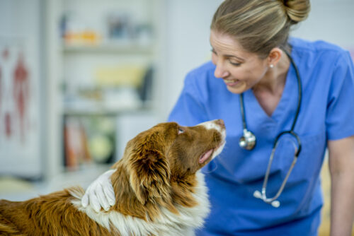 female veterinarian with dog