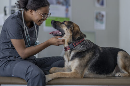 A large breed black and brown dog lays down on an exam table. He is facing a female black veterinarian who is sitting in front of him smiling and petting him.