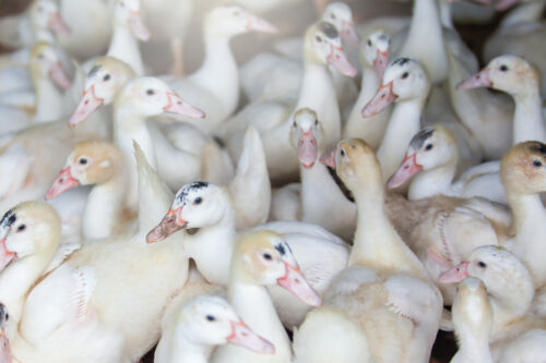A flock of white ducks in a poultry farm, free-range ducks.