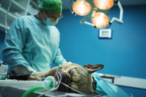Closeup of a vet surgeon performing surgery on a French Bulldog.