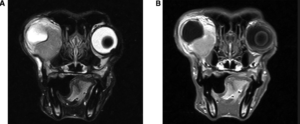 MRI of a dog skull showing orbital meningioma