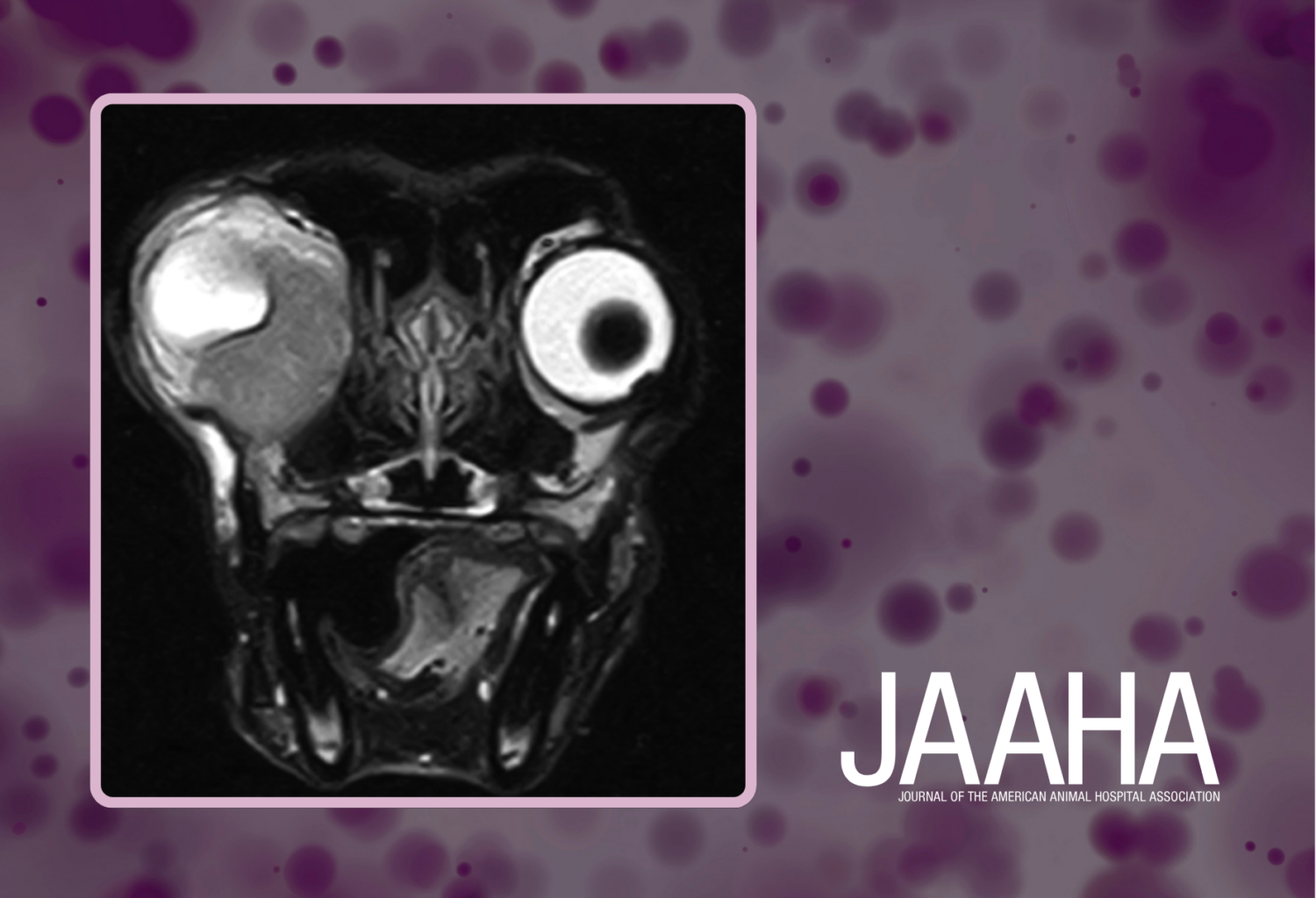 MRI of meningioma in a dog