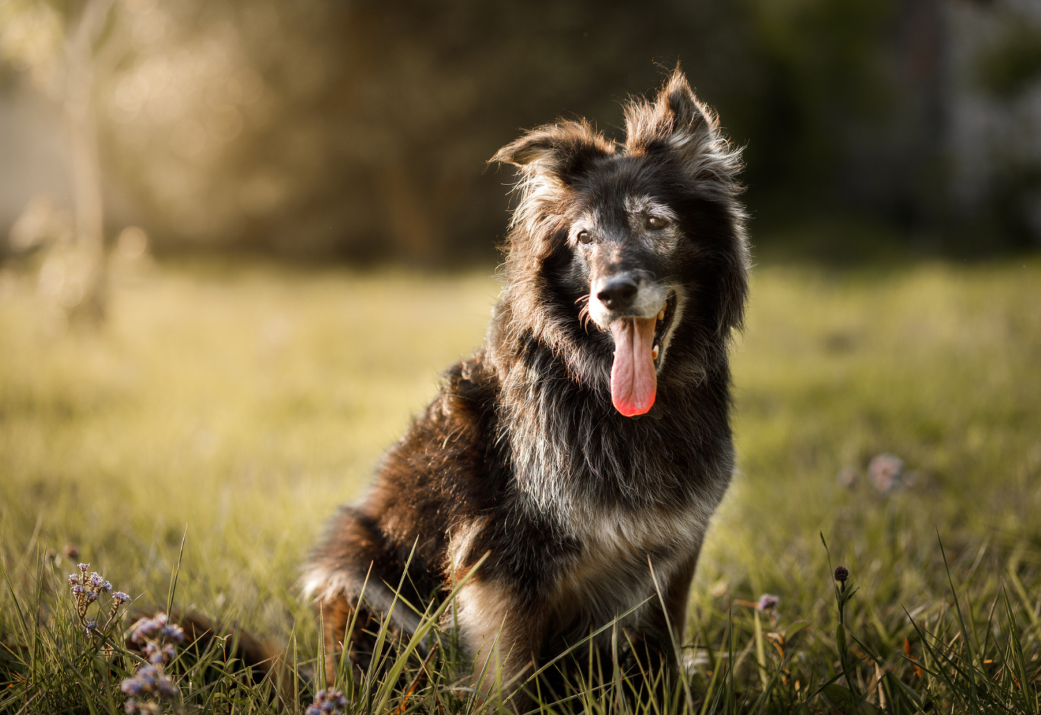 An old dog sits happily in a sunny field