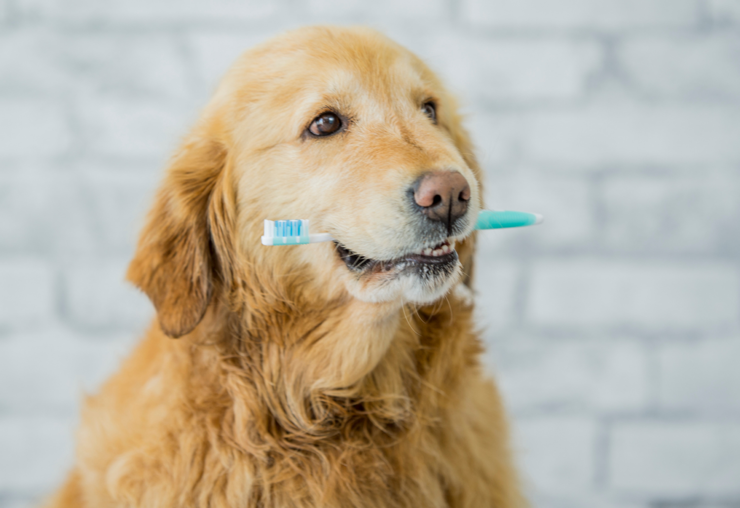 A golden retriever holds a blue toothbrush in his mouth.