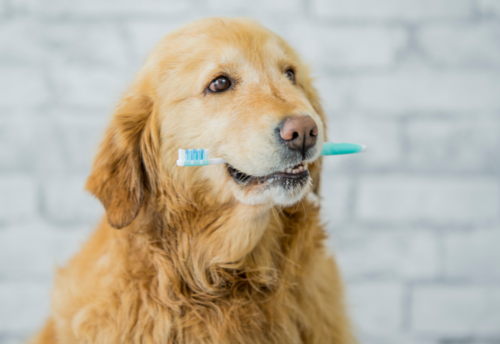 A golden retriever holds a blue toothbrush in his mouth.