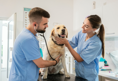 a veterinarian and vet tech examining a golden lab on an exam table