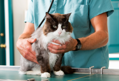 black and white cat being held by a veterinarian on an exam table