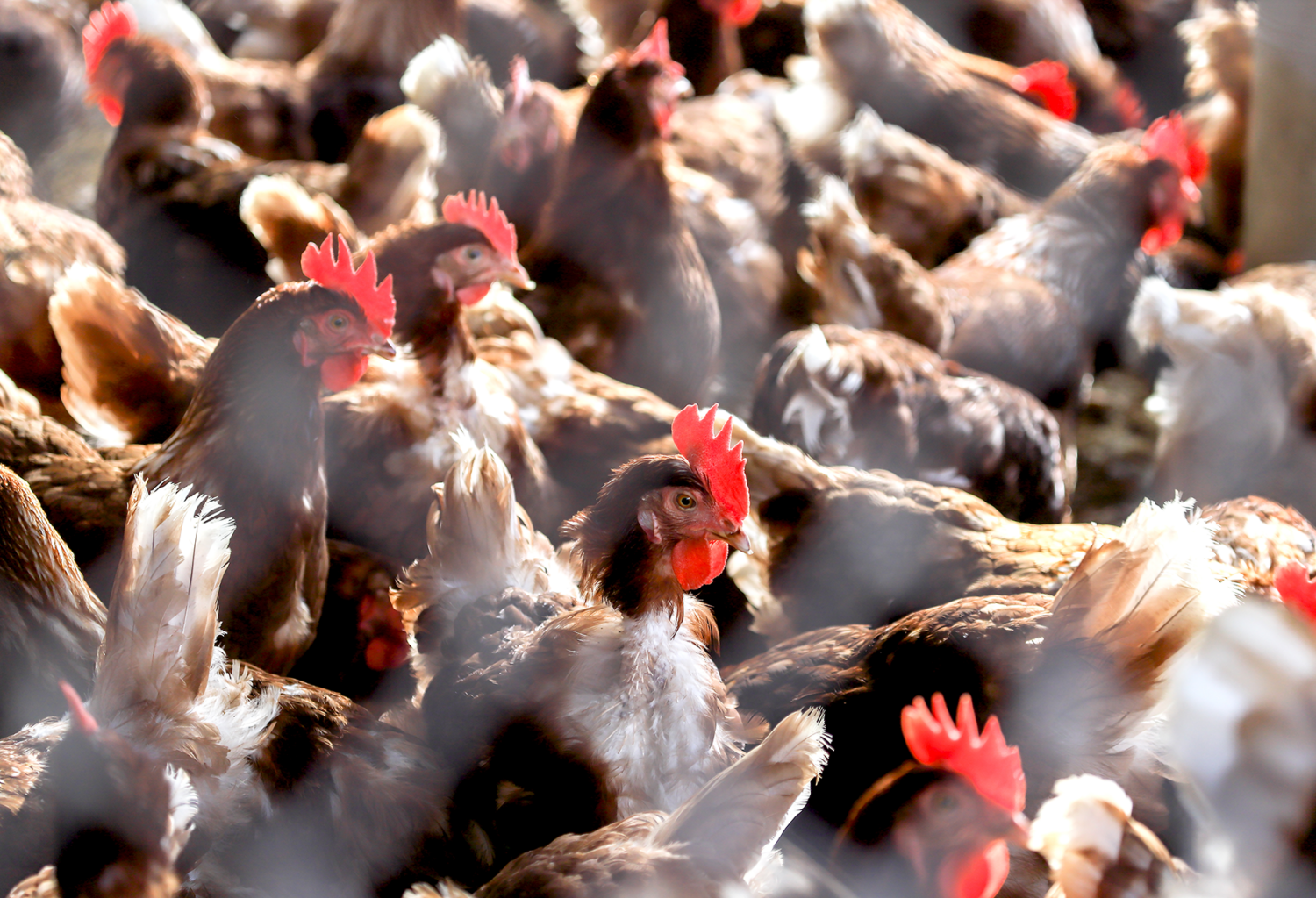 group of brown chickens