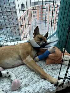 dog recovering from injury