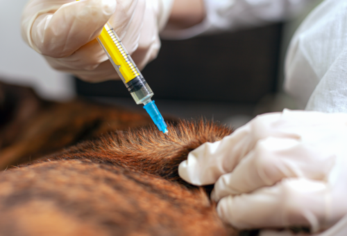veterinarian giving an injection