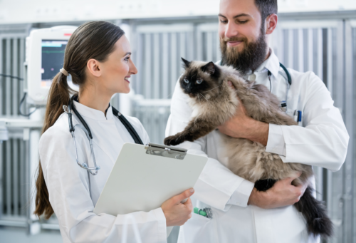veterinary professionals smiling, one holding a brown and white cat