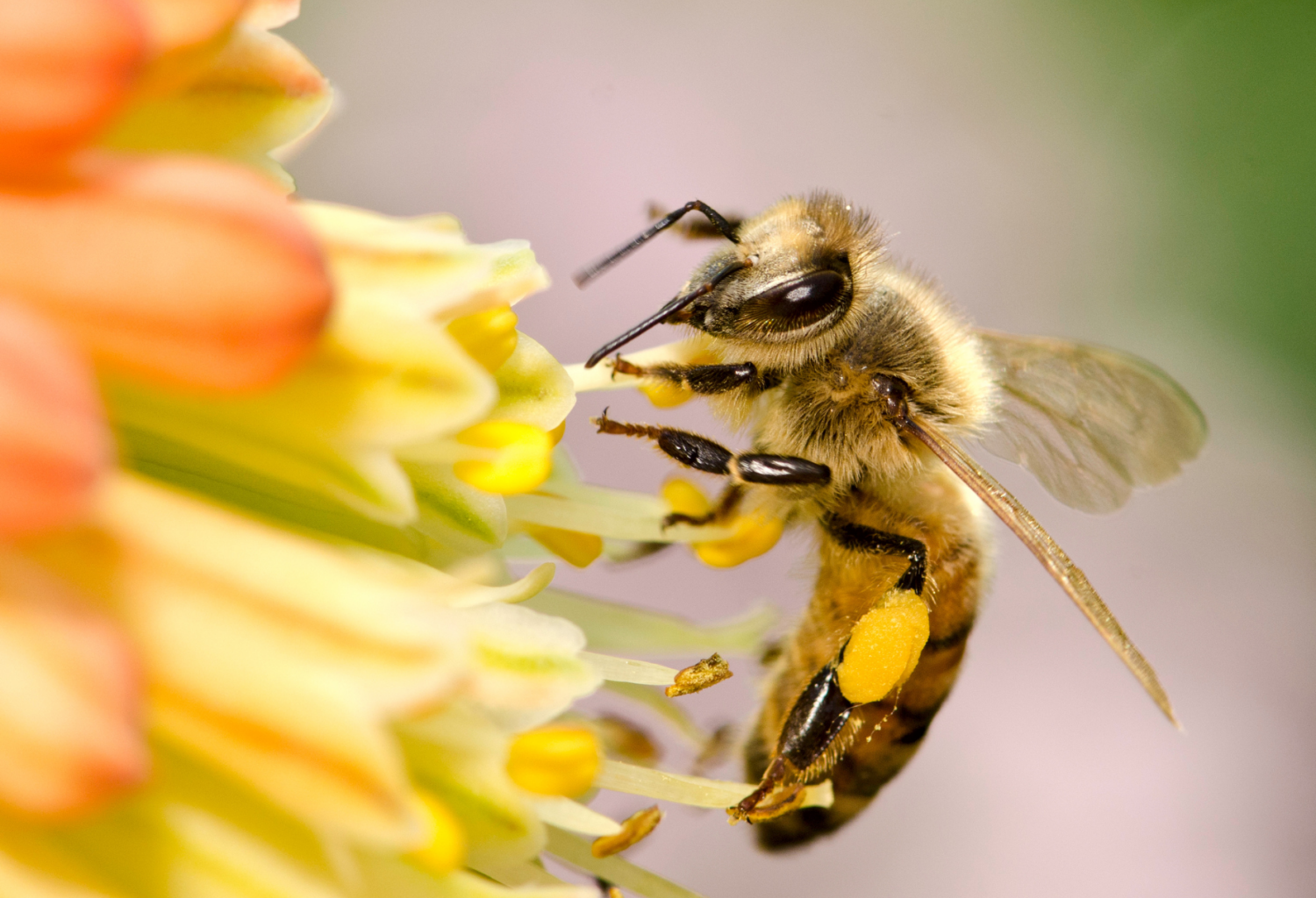 honey bee on flower