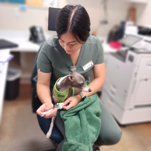 Priscilla Suen, RVT, administers medication to a small dog