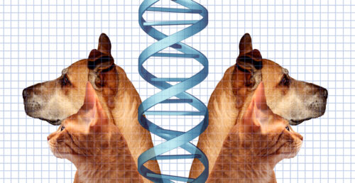 Illustration with a DNA strand and identical pairs of a dog and cat, to suggest cloning