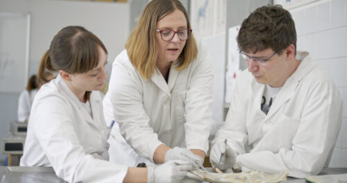 A group of veterinary students, including a Caucasian female and a Caucasian male, attentively examine an animal skeleton. Dressed in lab coats and gloves, they engage in hands-on learning within a university laboratory.