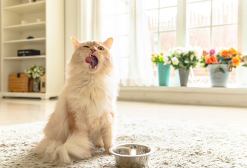 white cat with their mouth open by a bowl