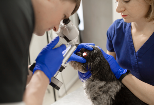 two veterinary workers holding a small dog doing ophthalmology work