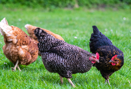 free range chickens in a field