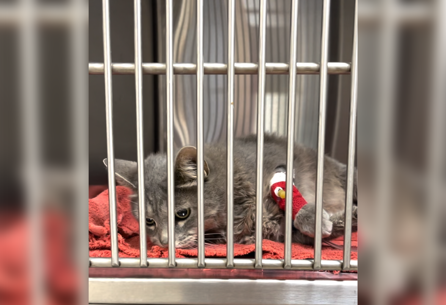 h5n1 cat