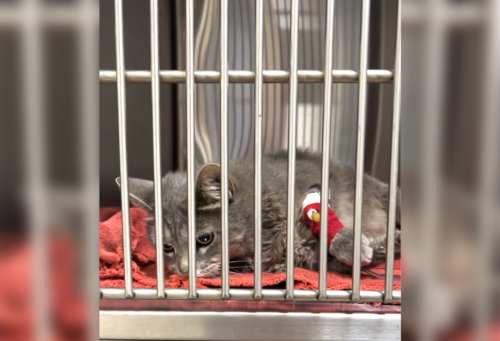 h5n1 cat