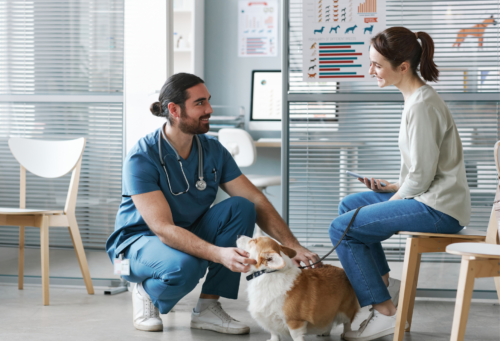male veterinarian with corgi and female client